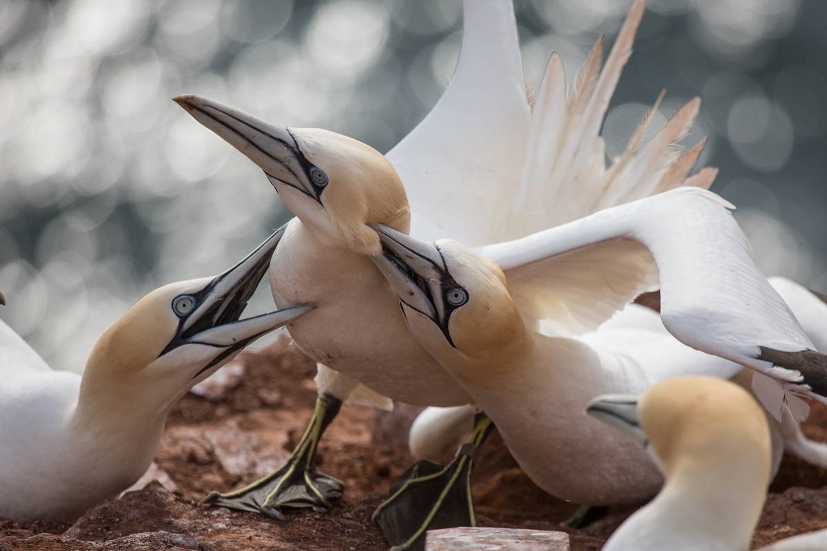 boobies in the fight