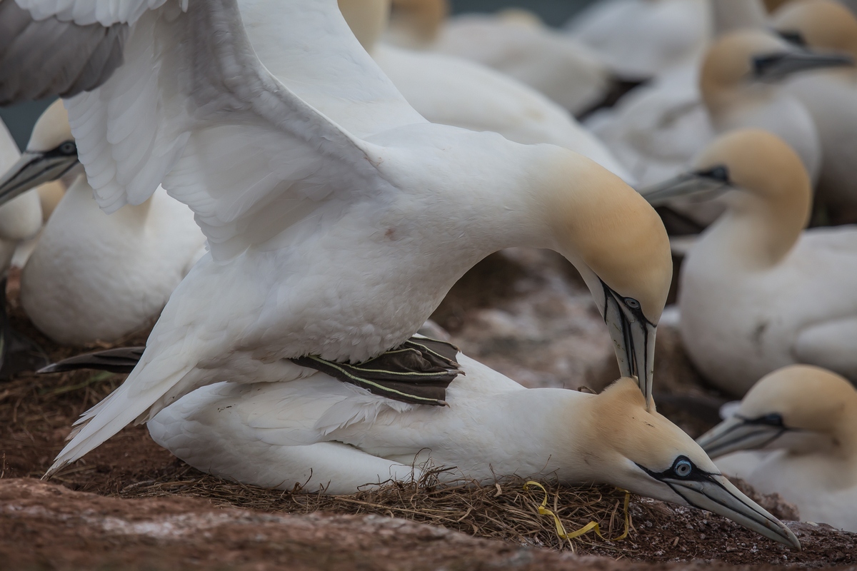 gannets, coupling