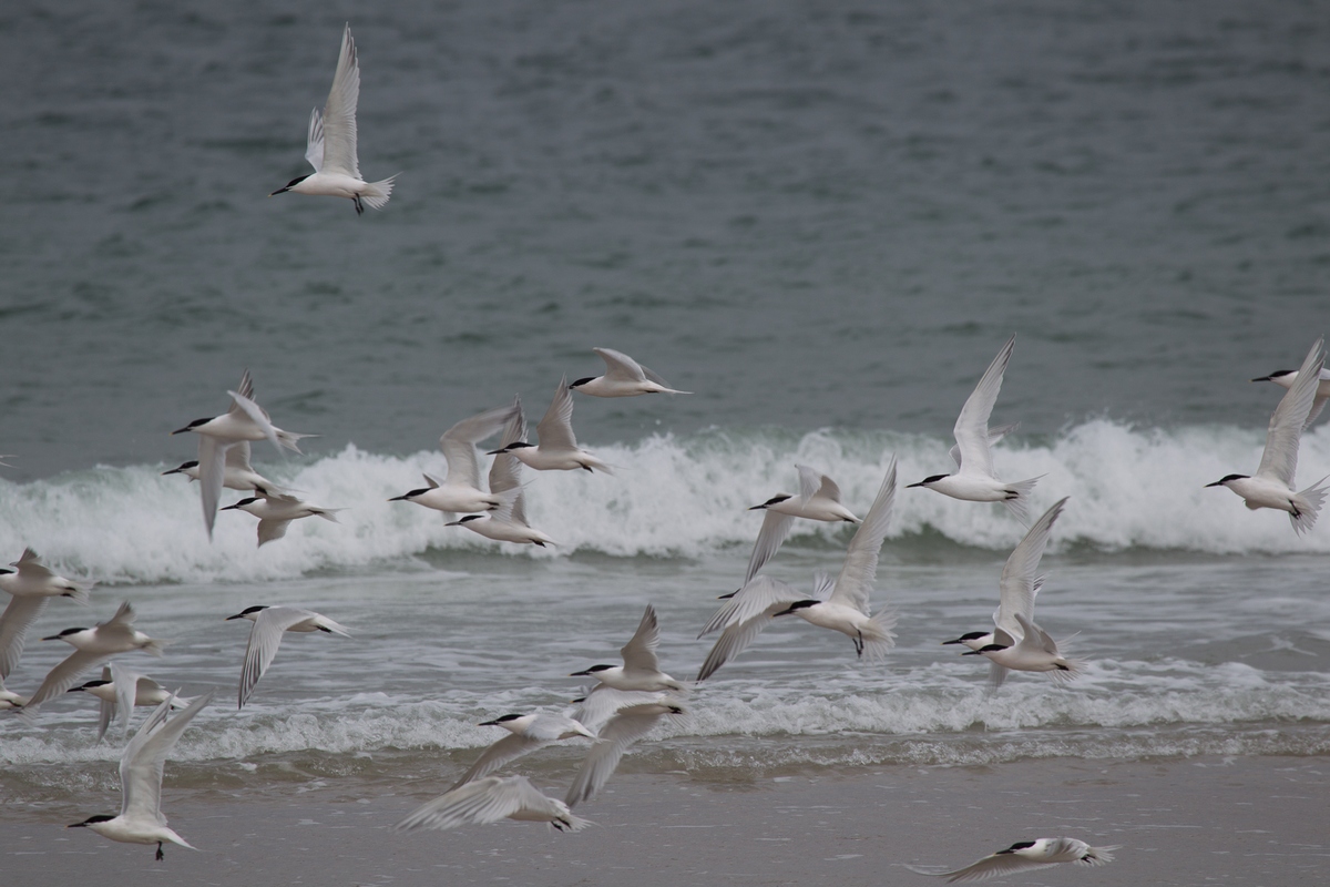 terns, sandwich terns in flight