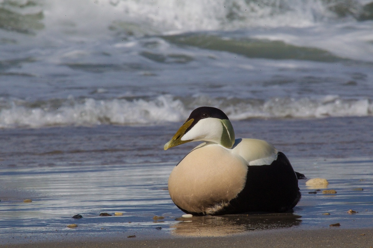 eider