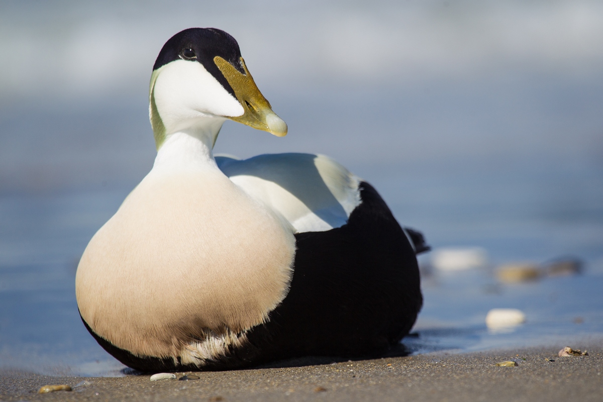 eider