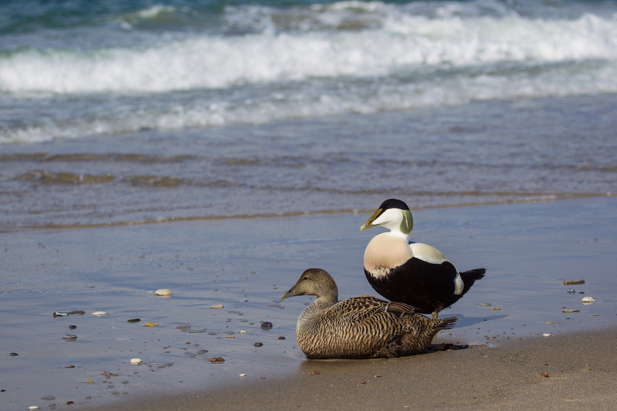 eider ducks