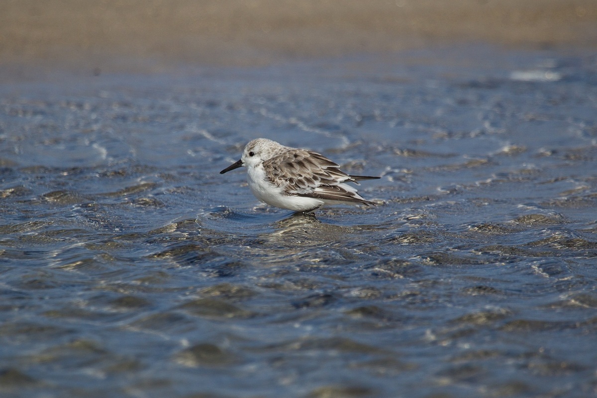 Sandpiper