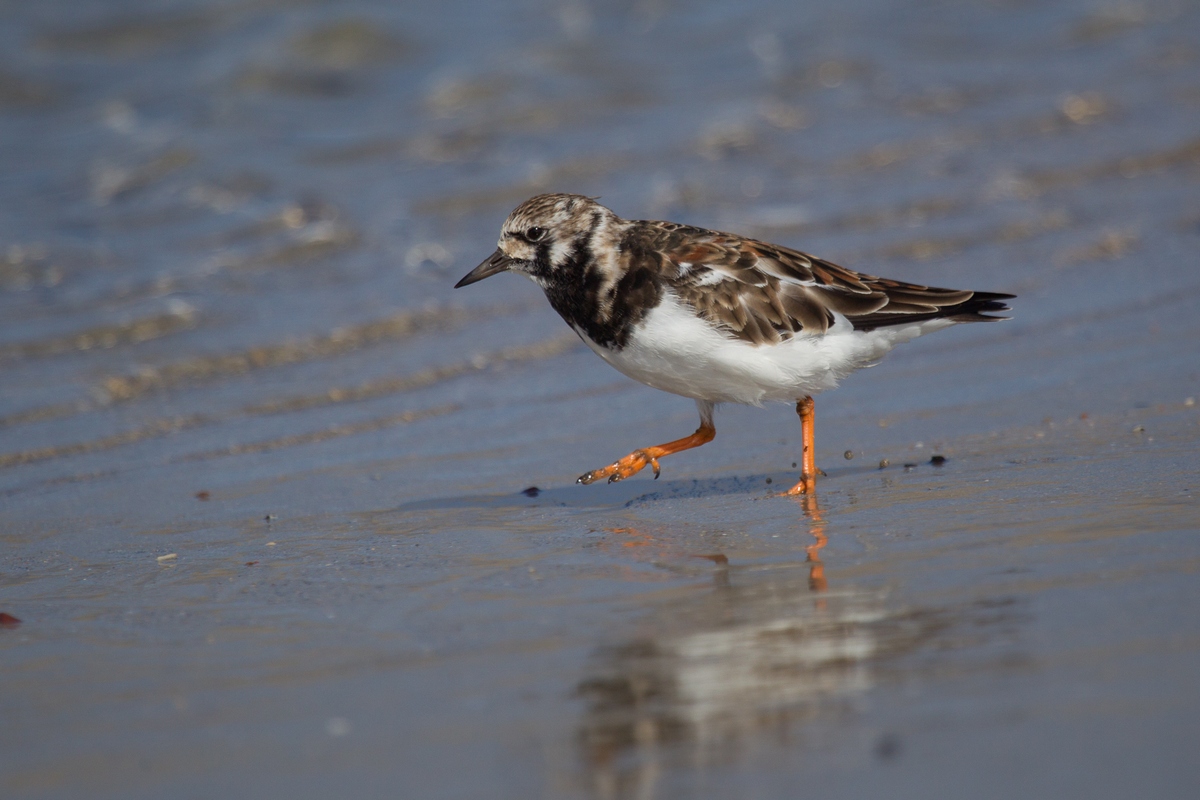 Turnstone