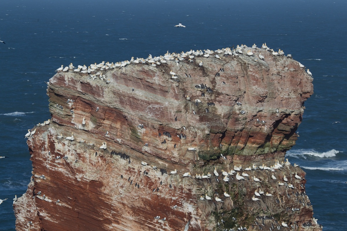 gannets and guillemots