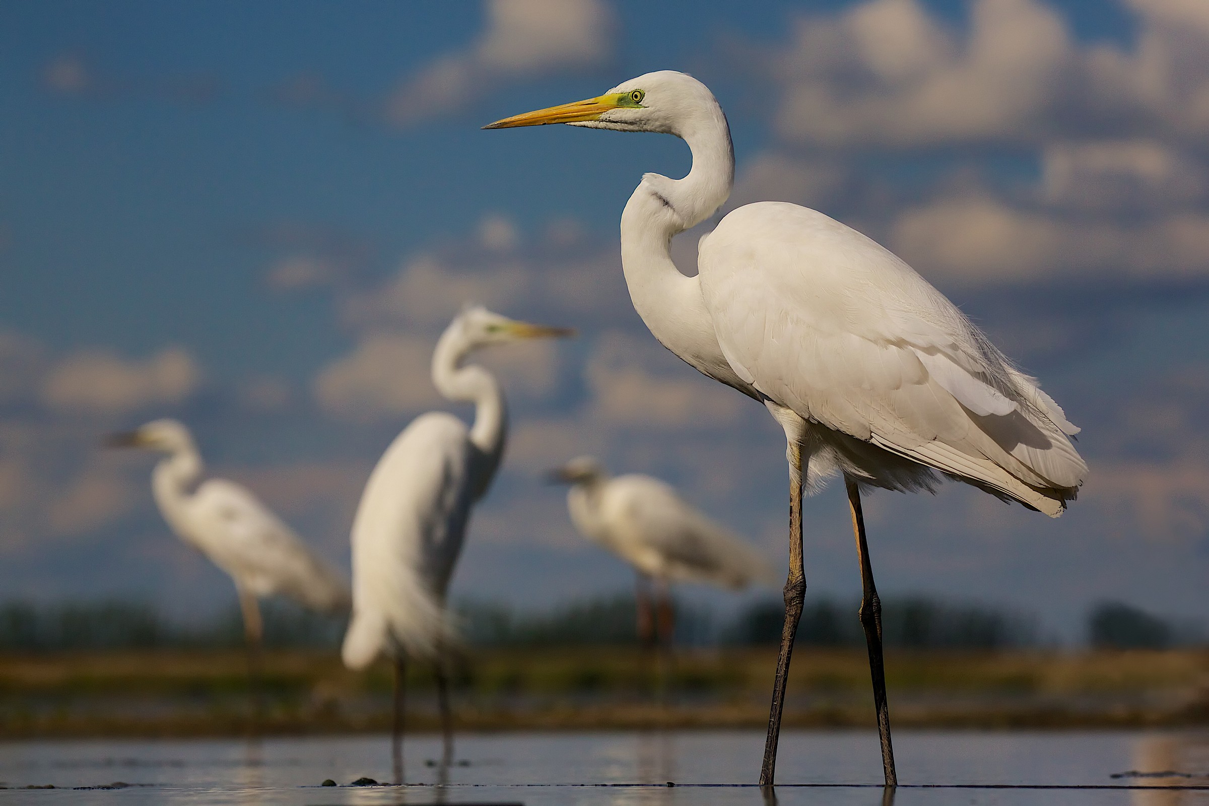 Great Egret meeting
