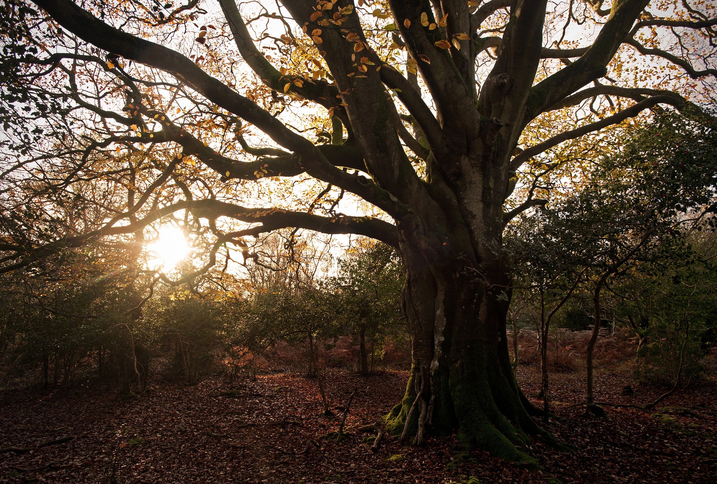 Old English Woodland
