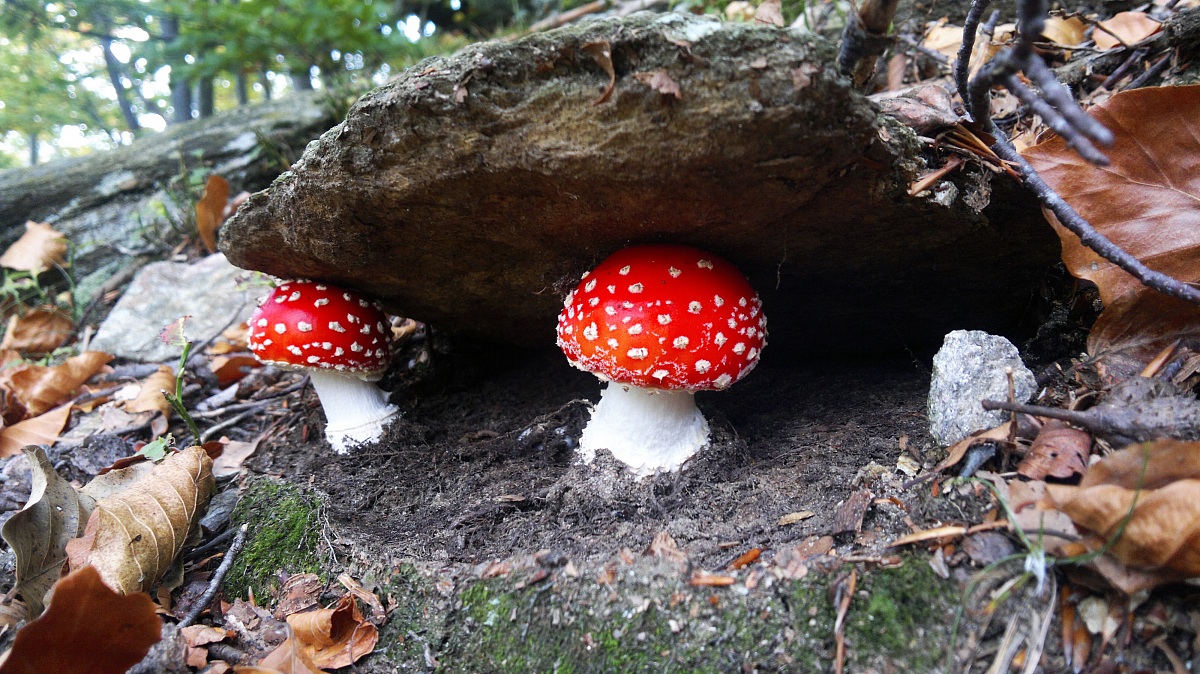 sisters amanita