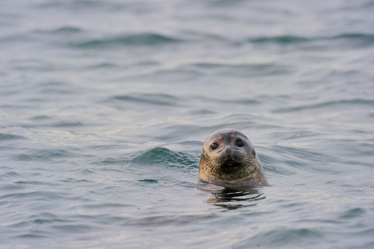 Foca nel fiordo