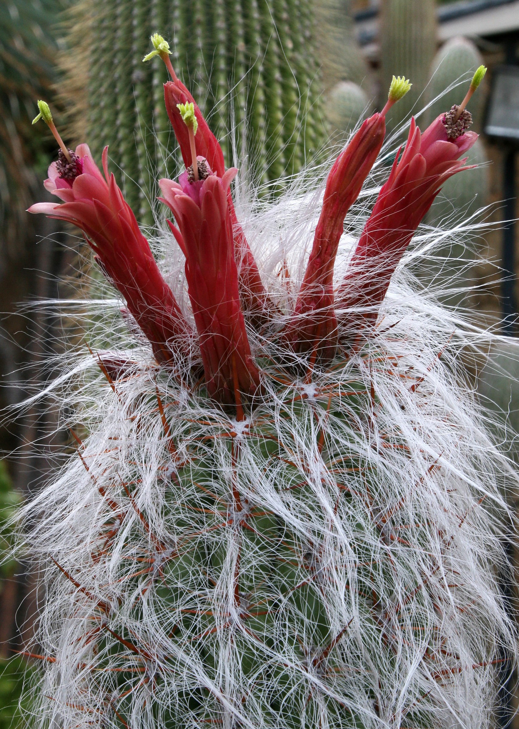 Cactus in bloom