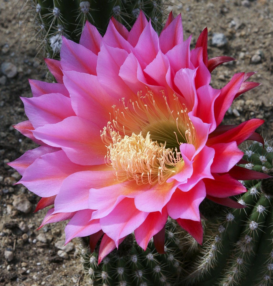 Cactus Flower