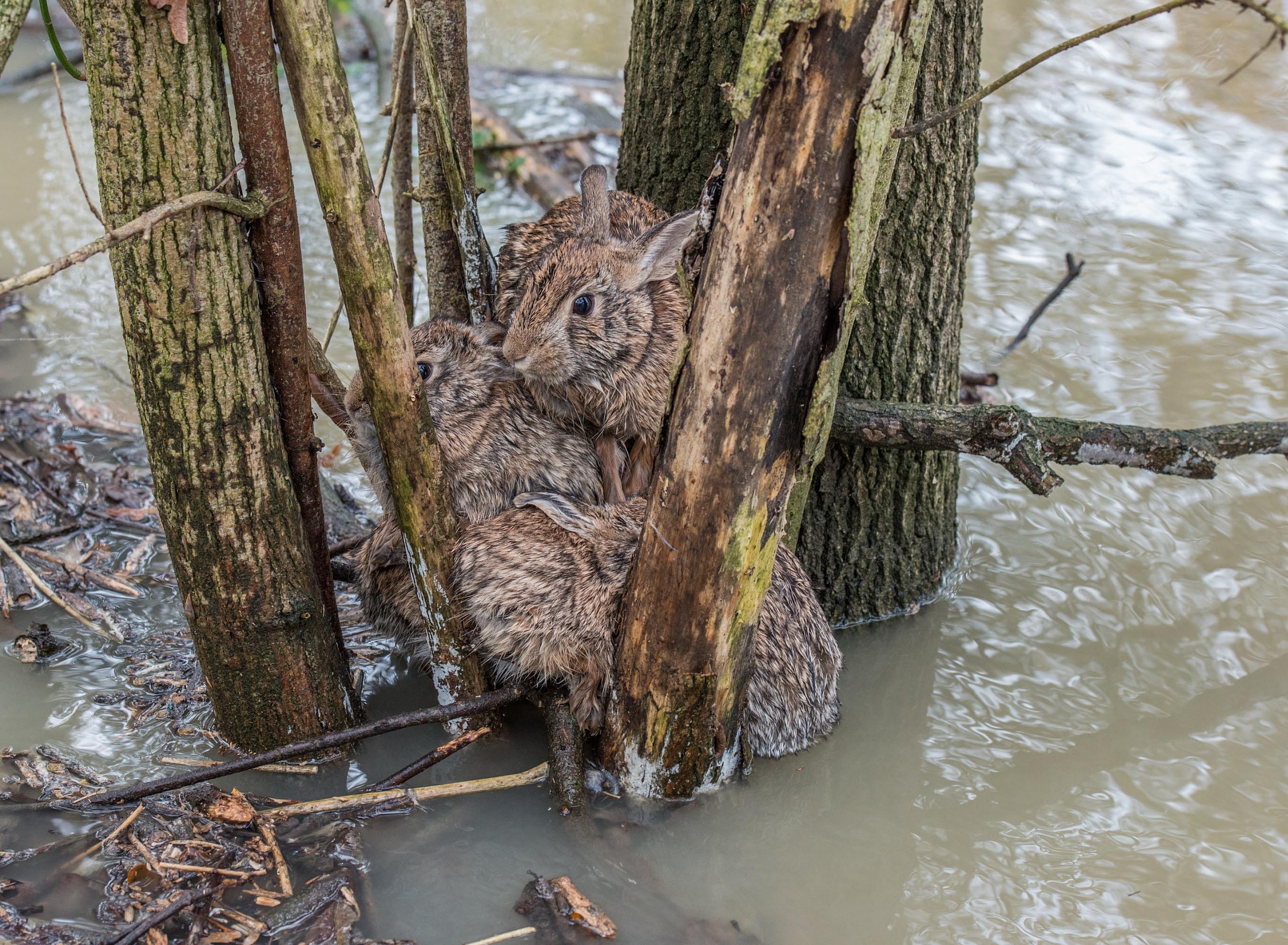 Ora siamo in quattro