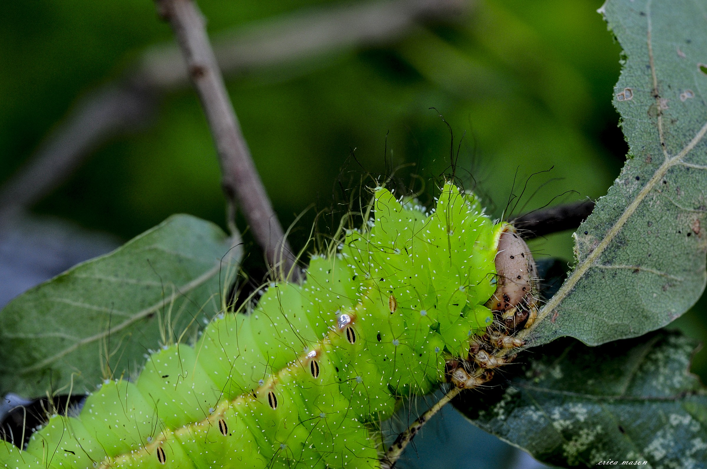 degree of maturation