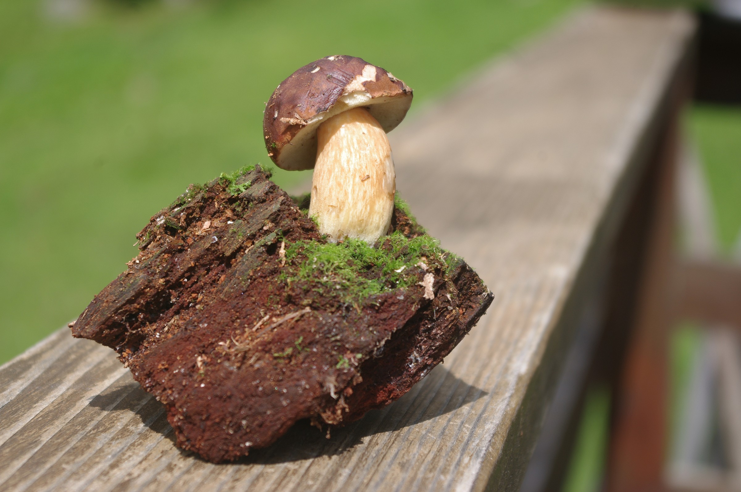 boletus mushroom on branch