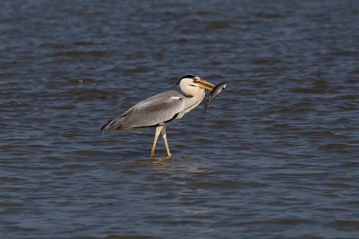 heron with prey