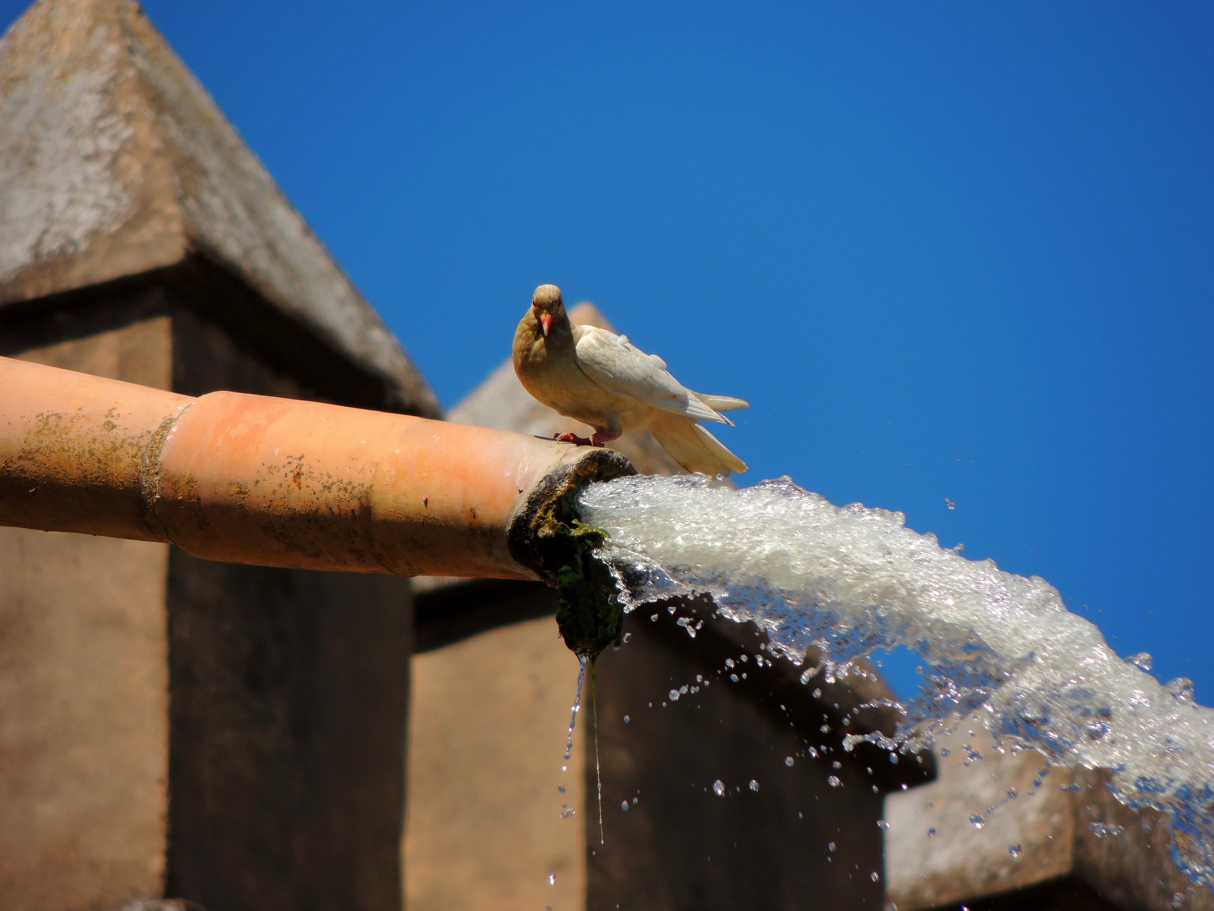 Siviglia: i giardini dell'Alcazar