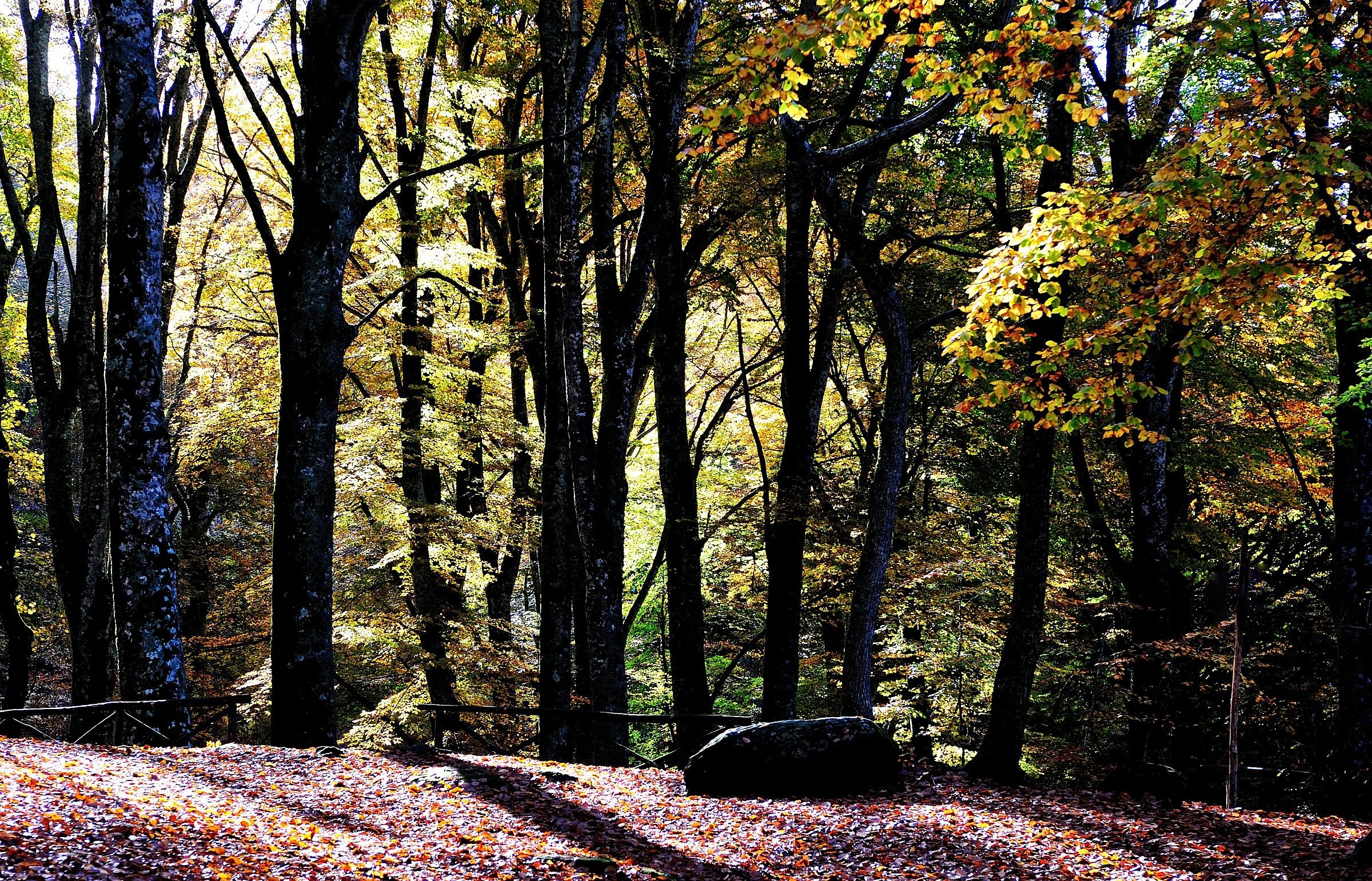 Faggeta Cimini Mountains