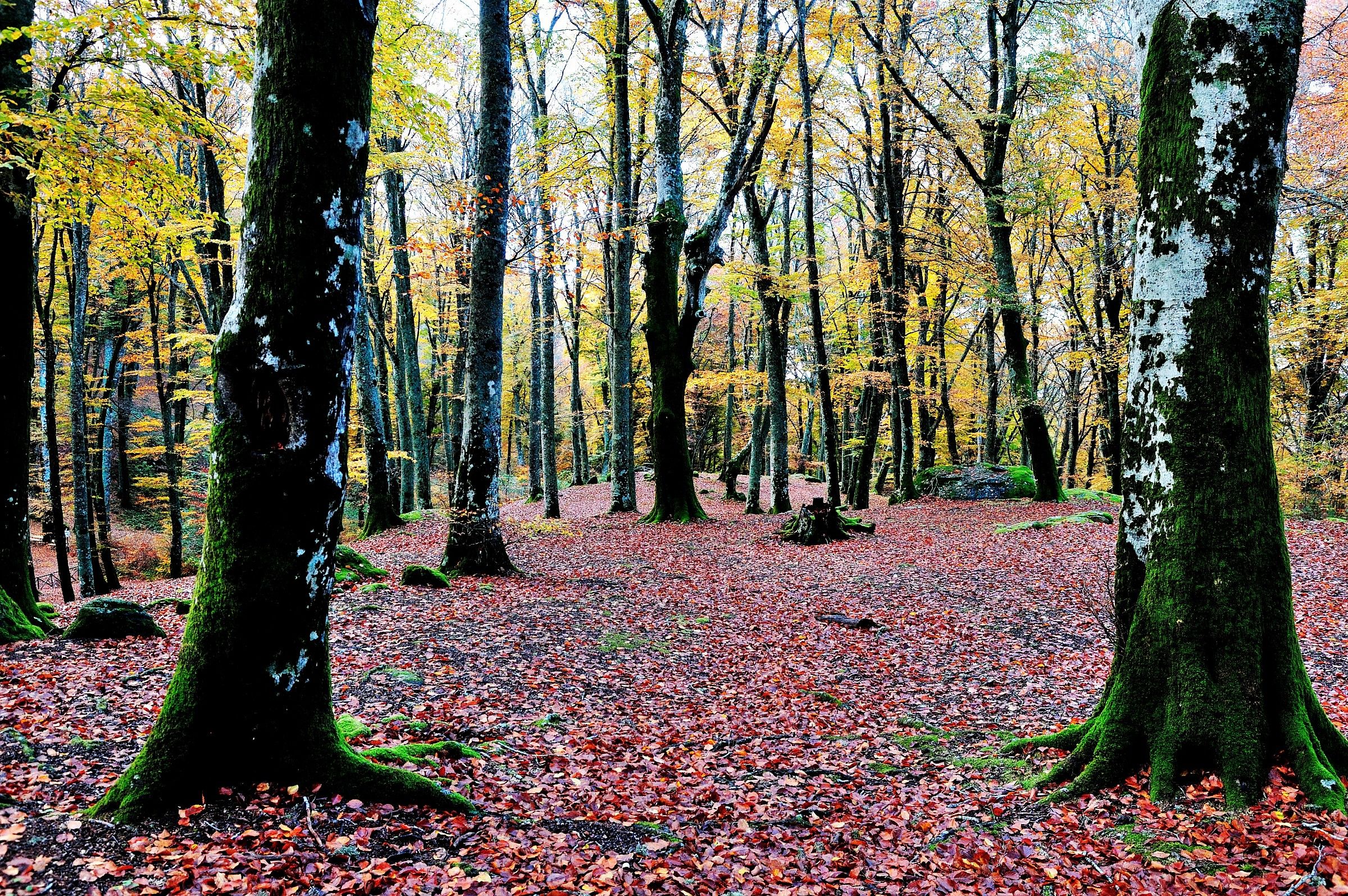 Faggeta Cimini Mountains