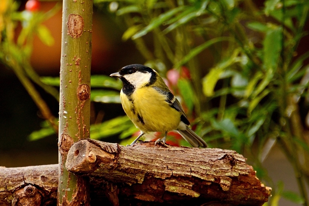 Perusola (great tit, Venetian archaic)