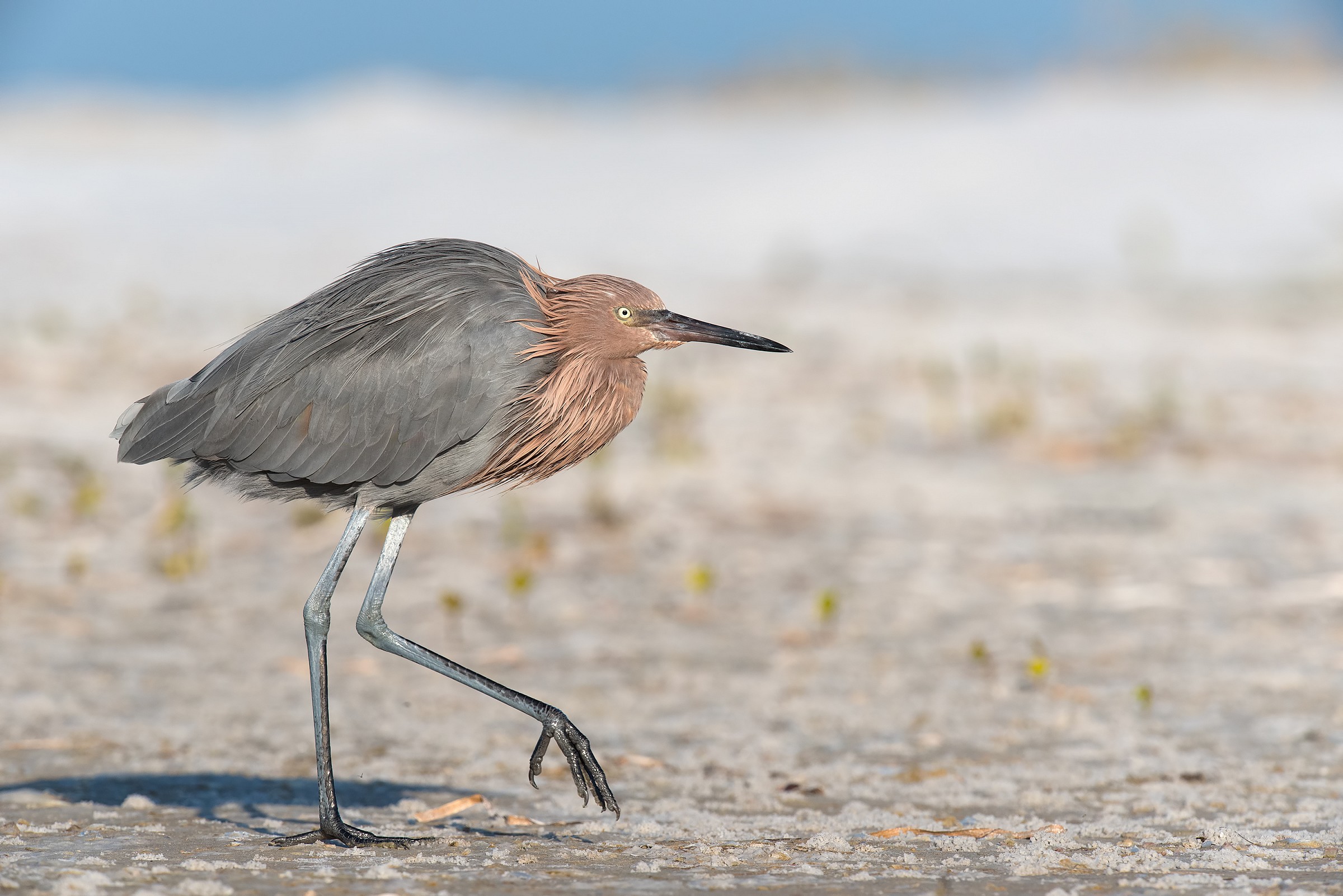 Reddish Egret
