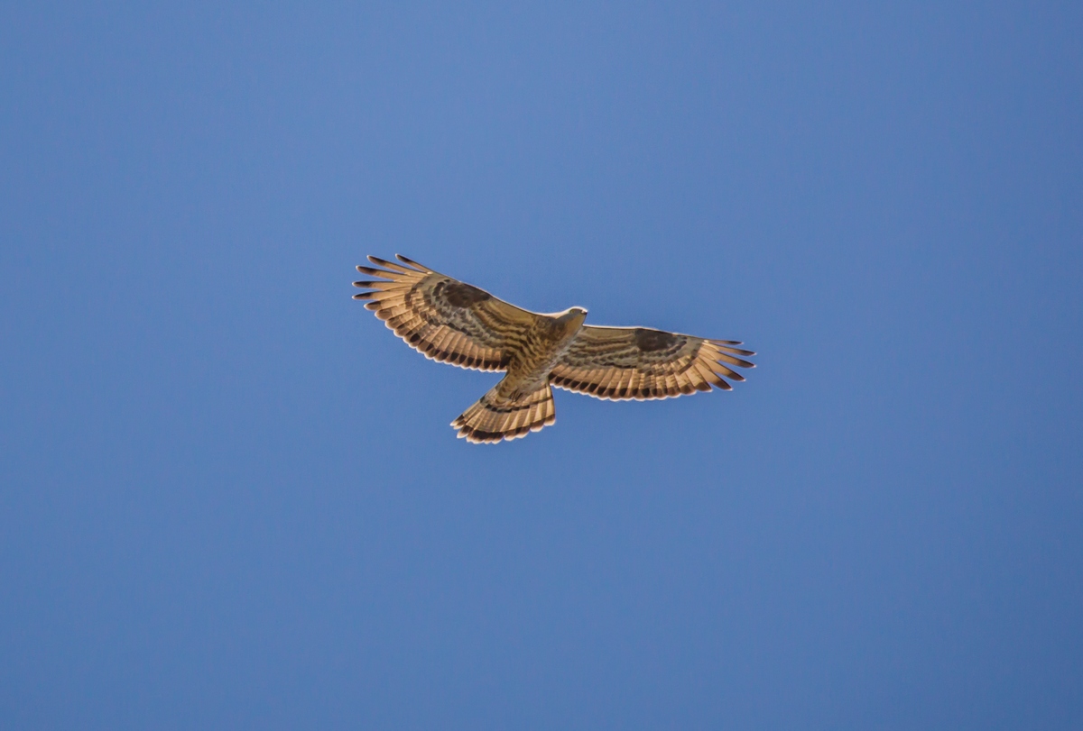 honey buzzard