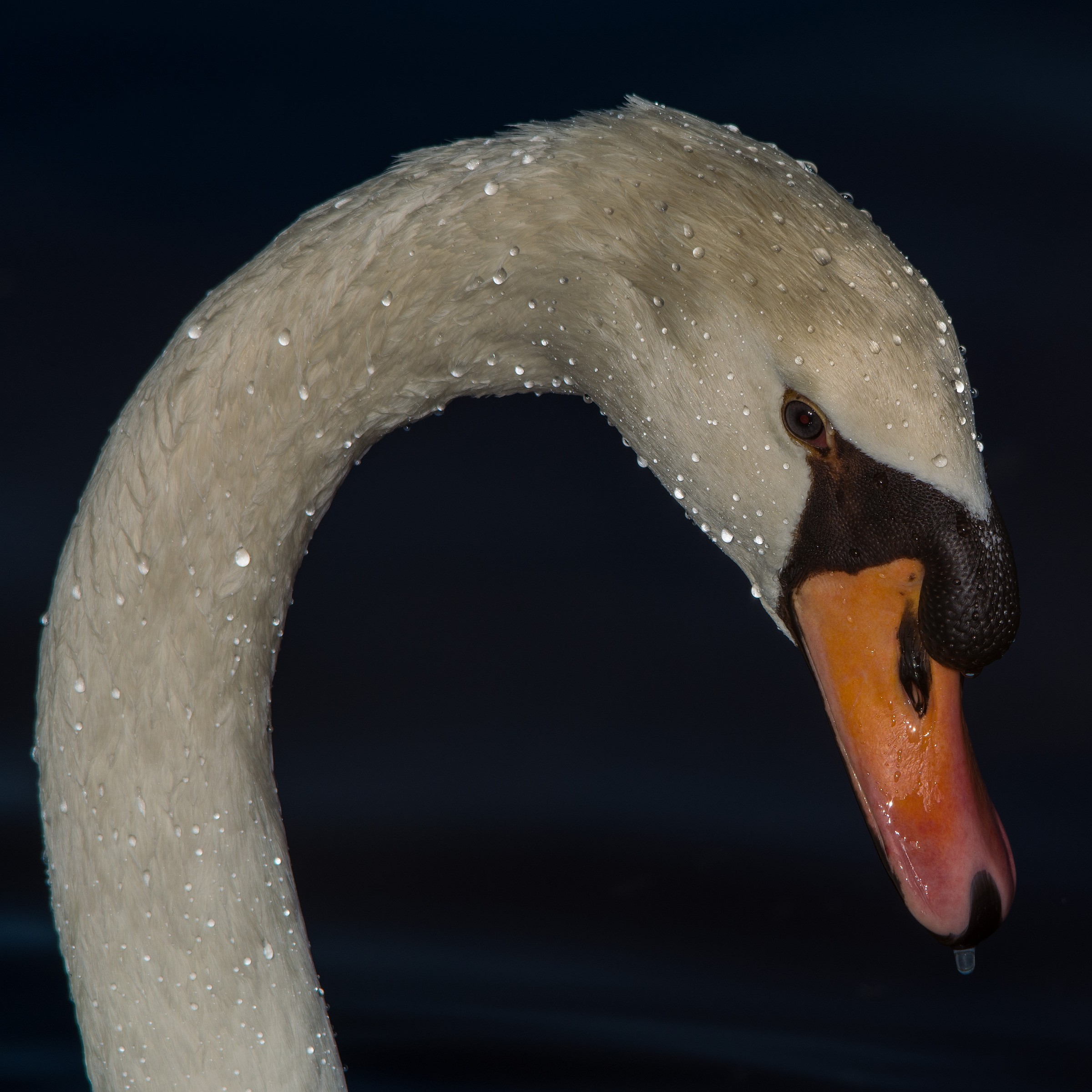 Swan wet