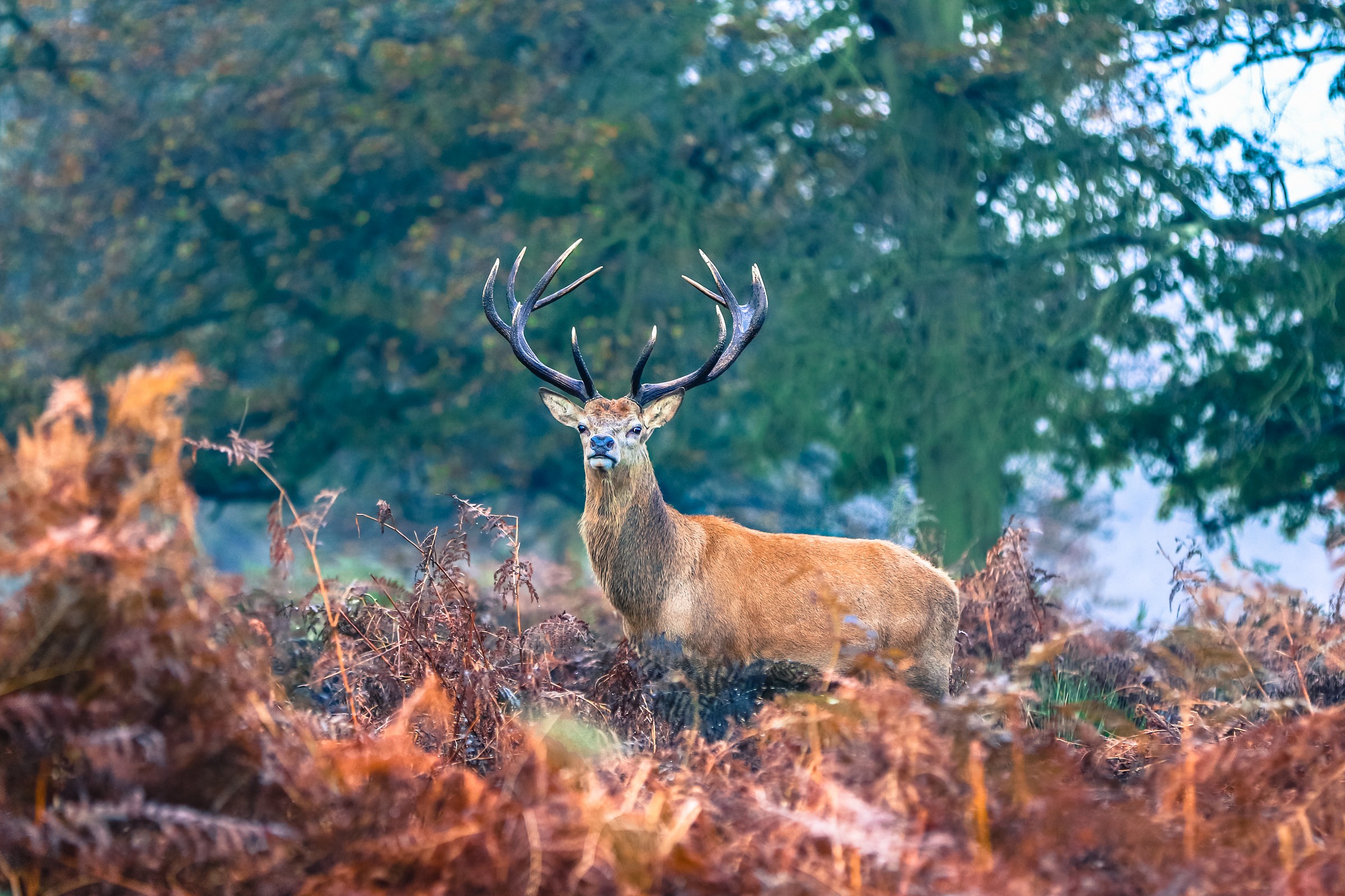 red deer