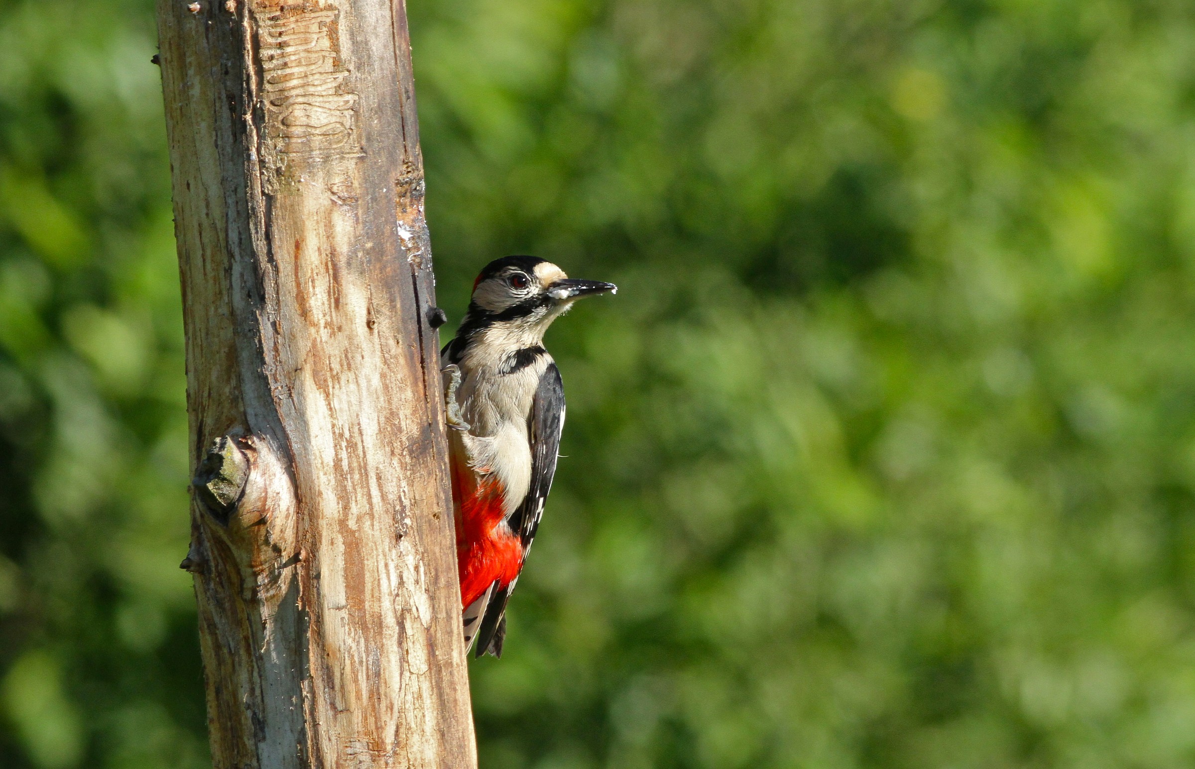 Picchio rosso maggiore