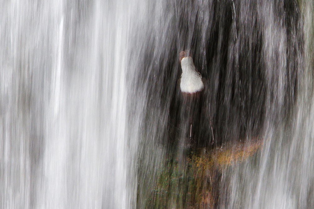 Spirito d'acque montane