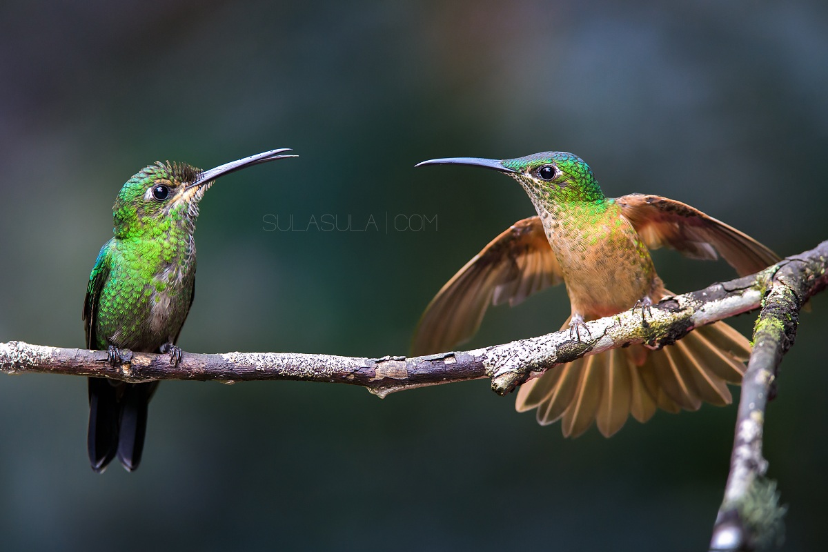 Hummingfight | Ecuador