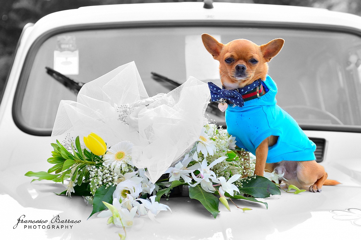 Pronto Per il Matrimonio :D