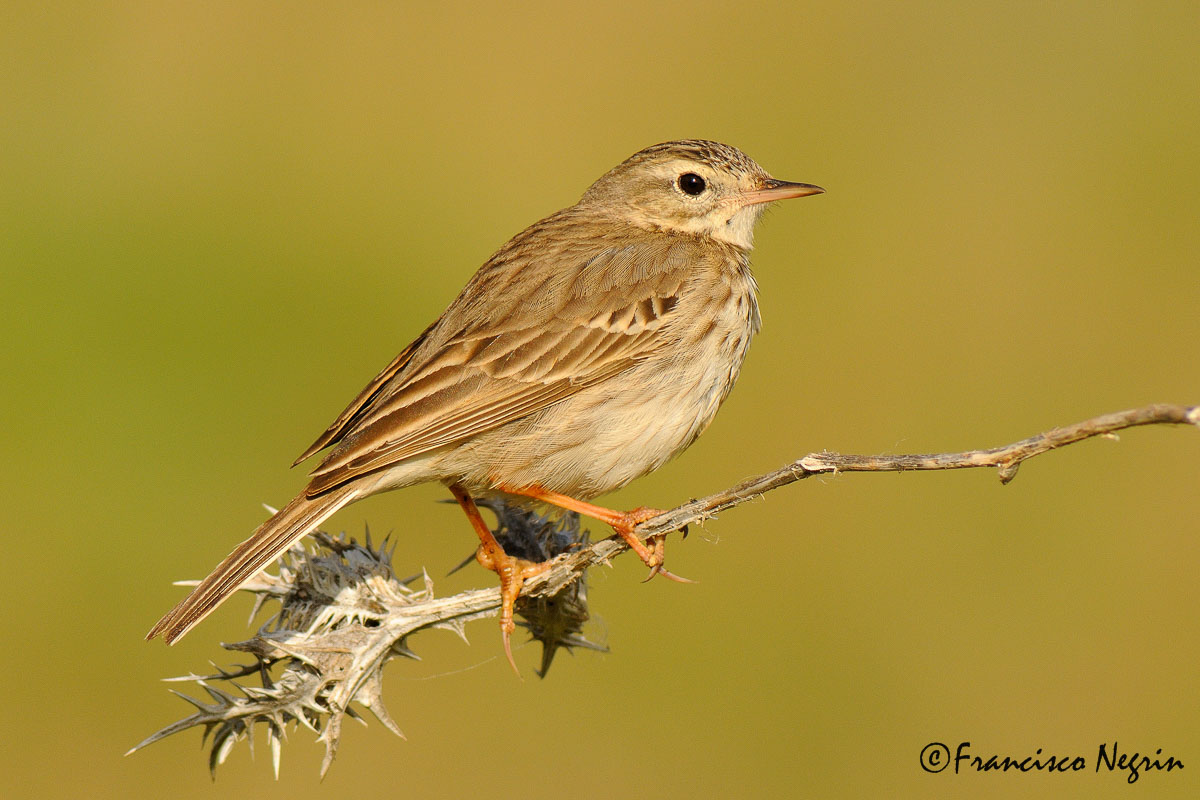 Berthelot's pipit