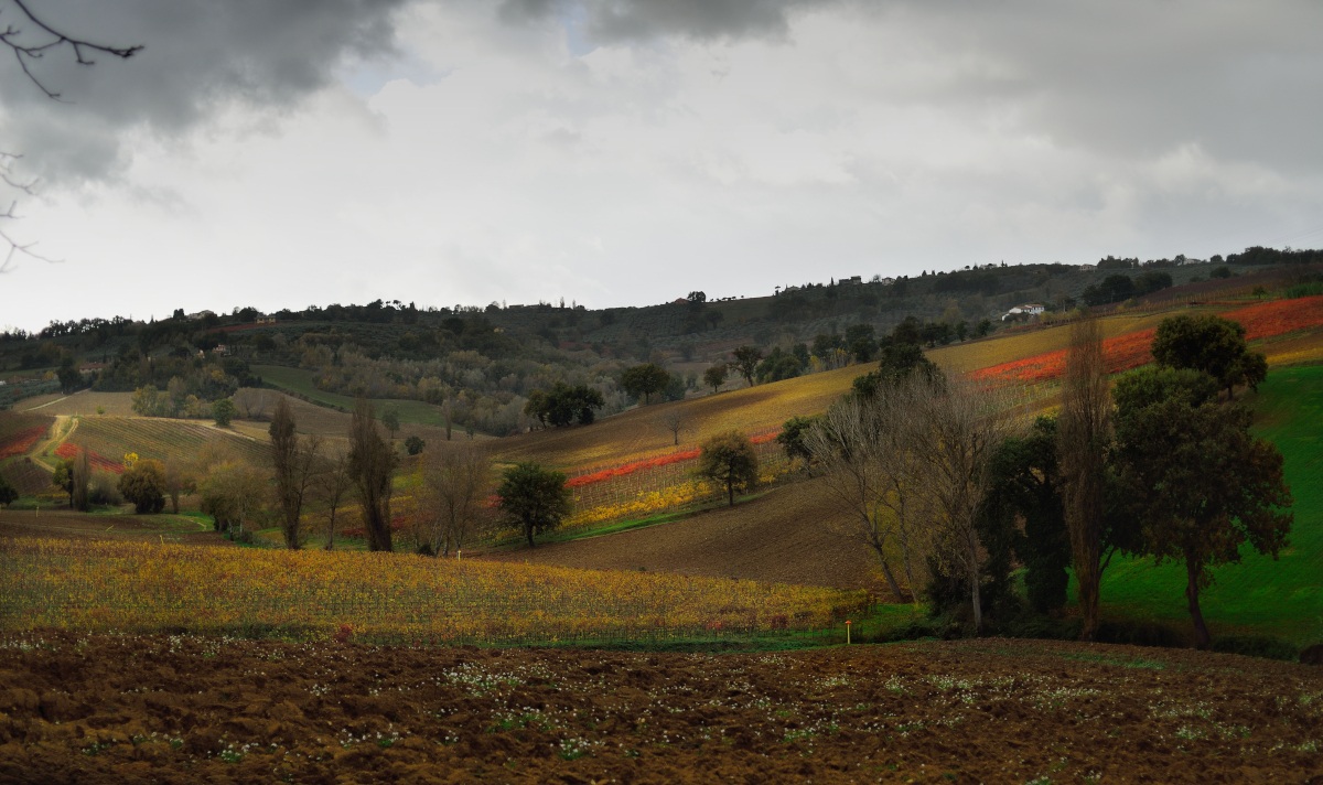 Pioggia sui vigneti silenti