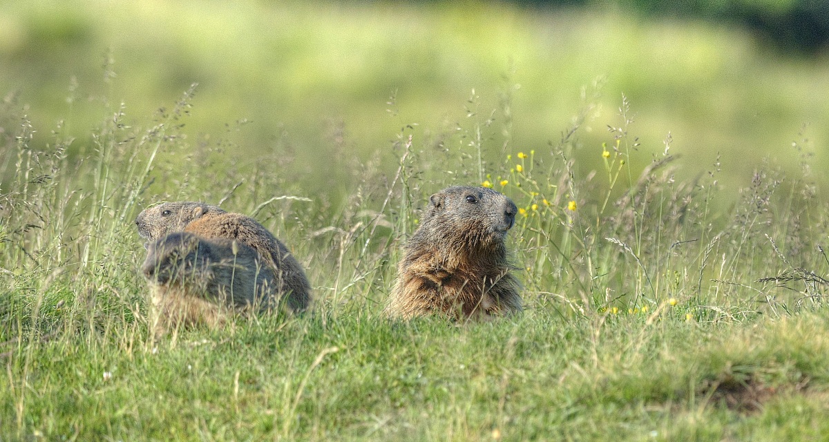 versione migliorata2