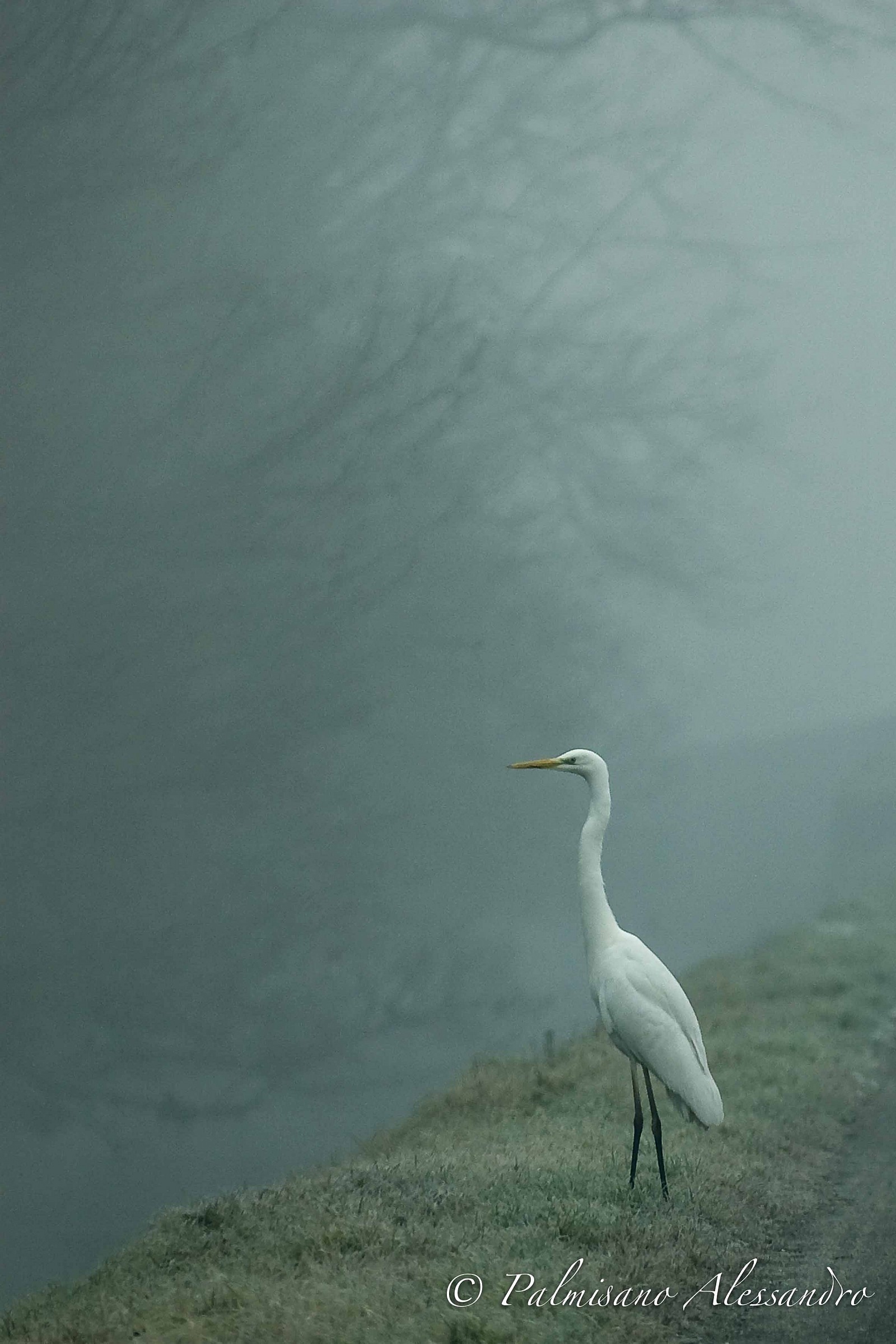 heron