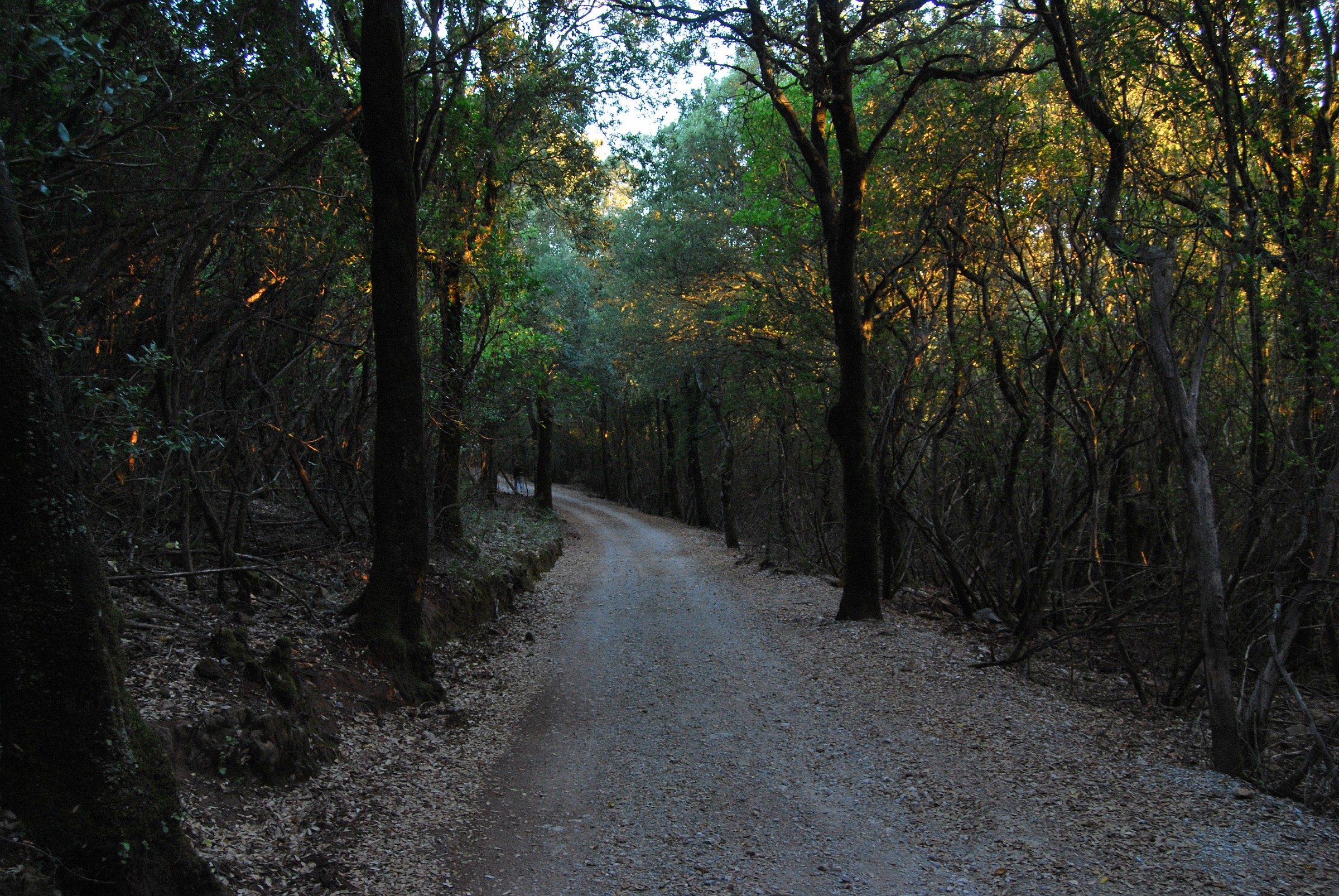 mountain road at dawn!