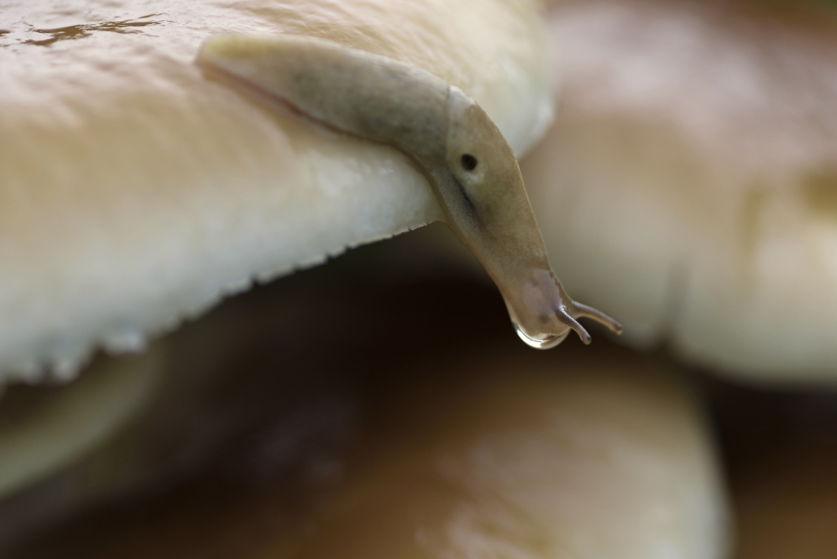 ... mi tocca saltare