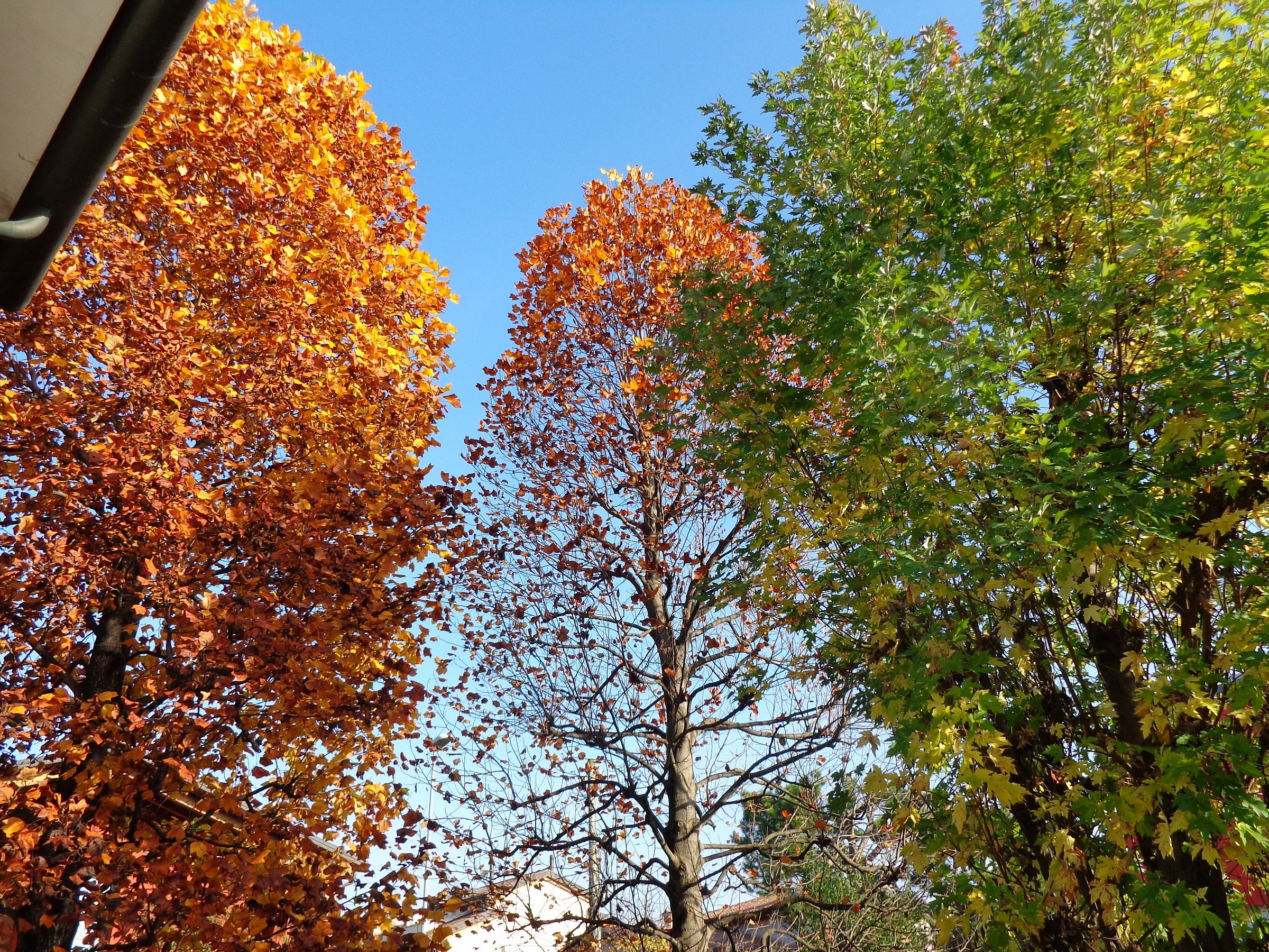 A ogni foglia il suo tempo per volare via