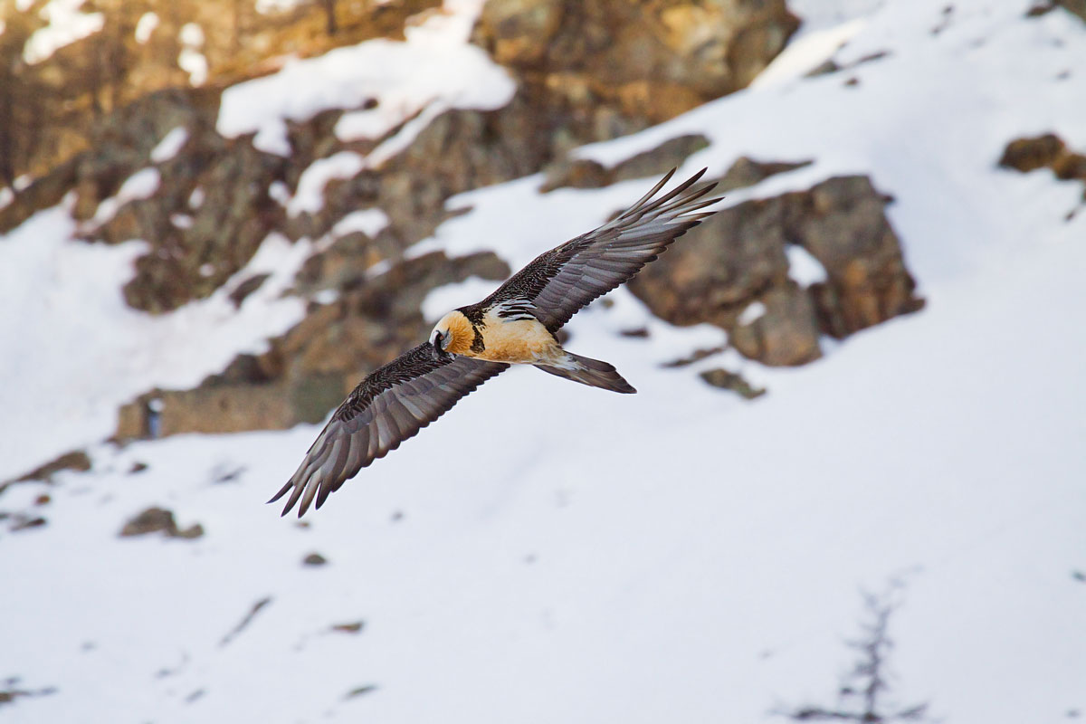 Bearded Vulture