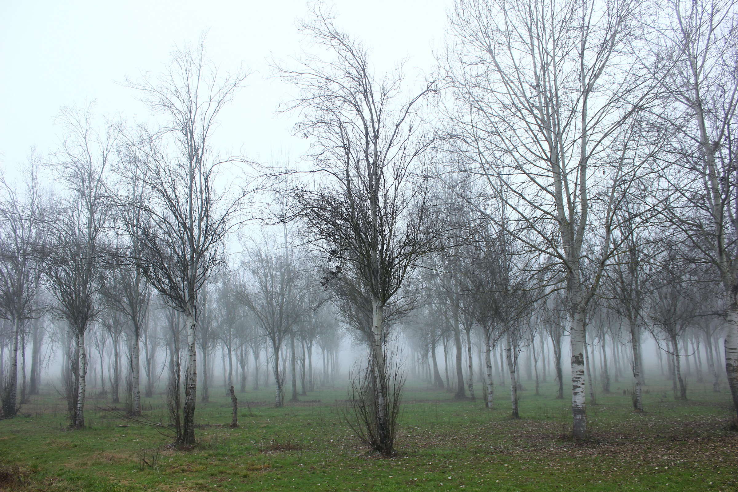 Alberi nella nebbia 1