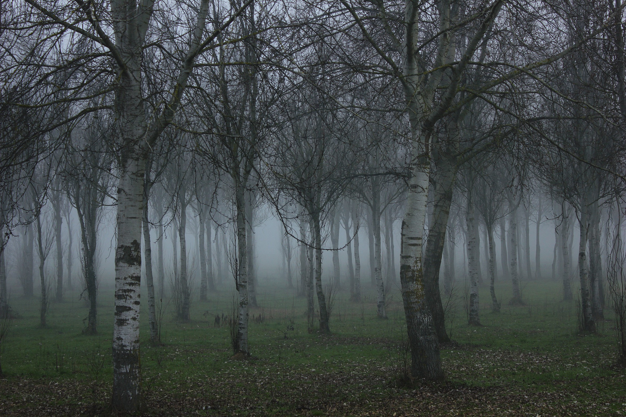 Alberi nella nebbia 2