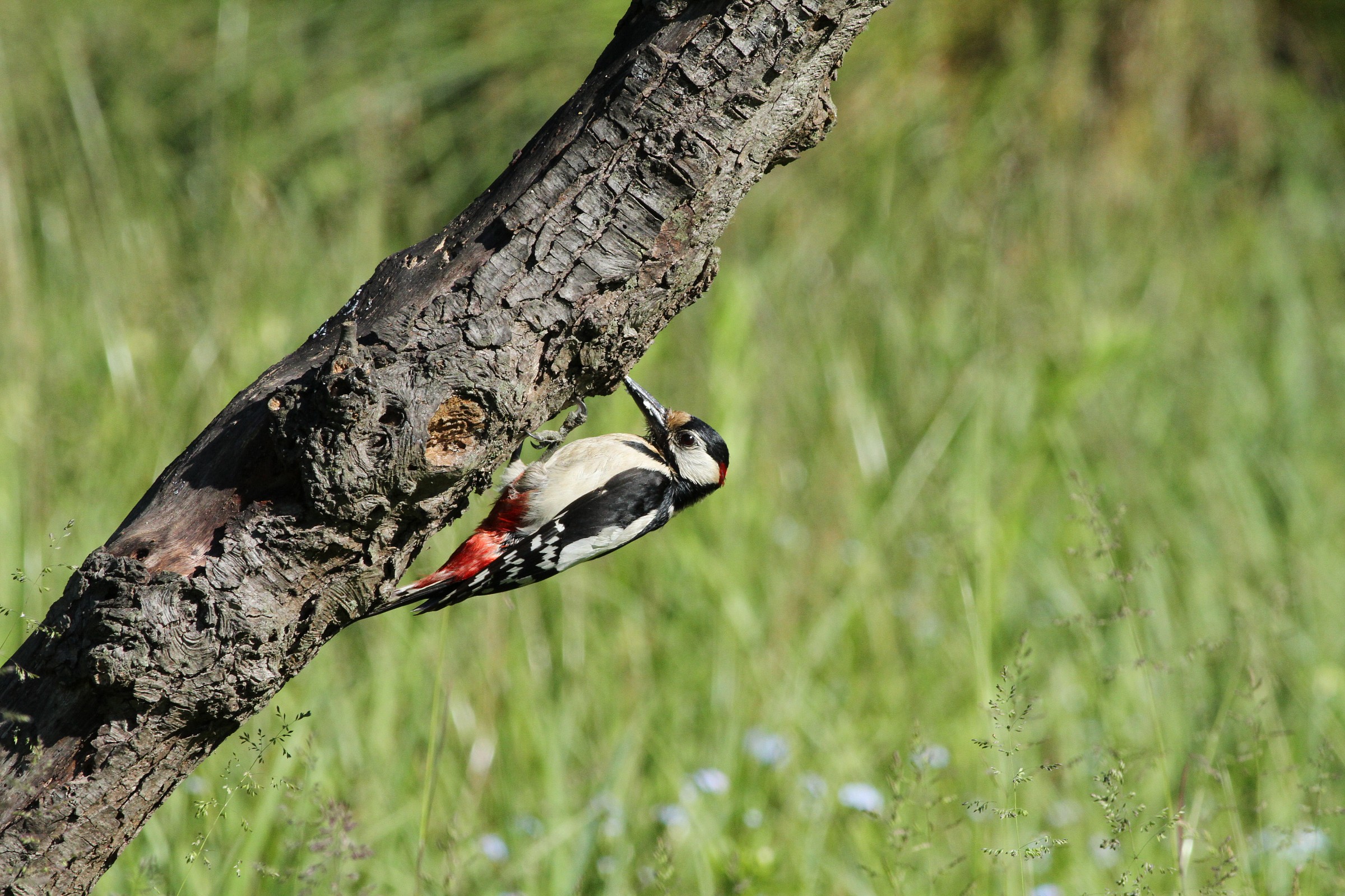 Picchio rosso maggiore