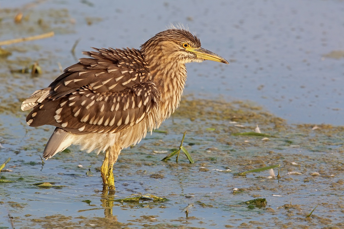 Prima della partenza