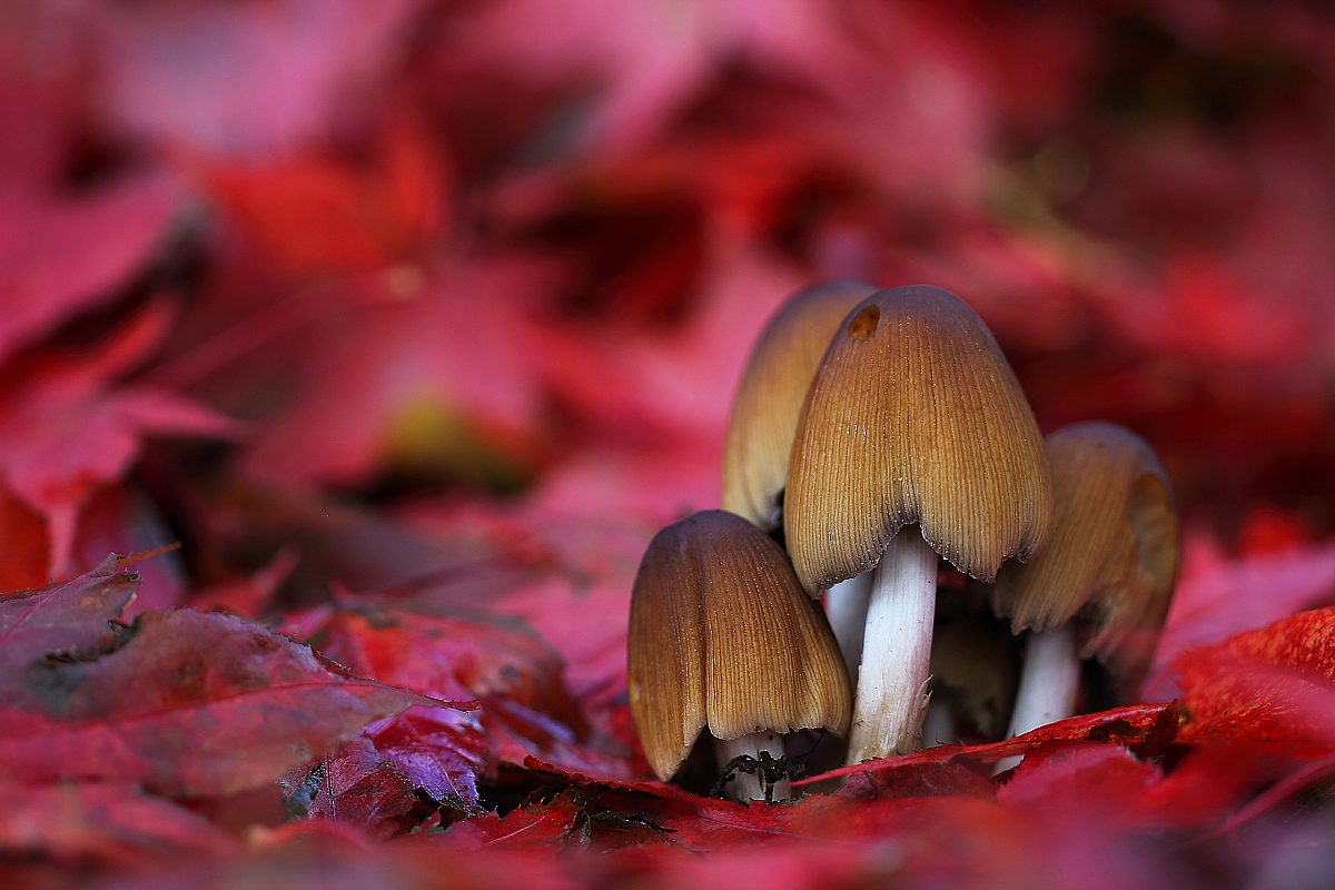 Red passion (Coprinus micaceus)