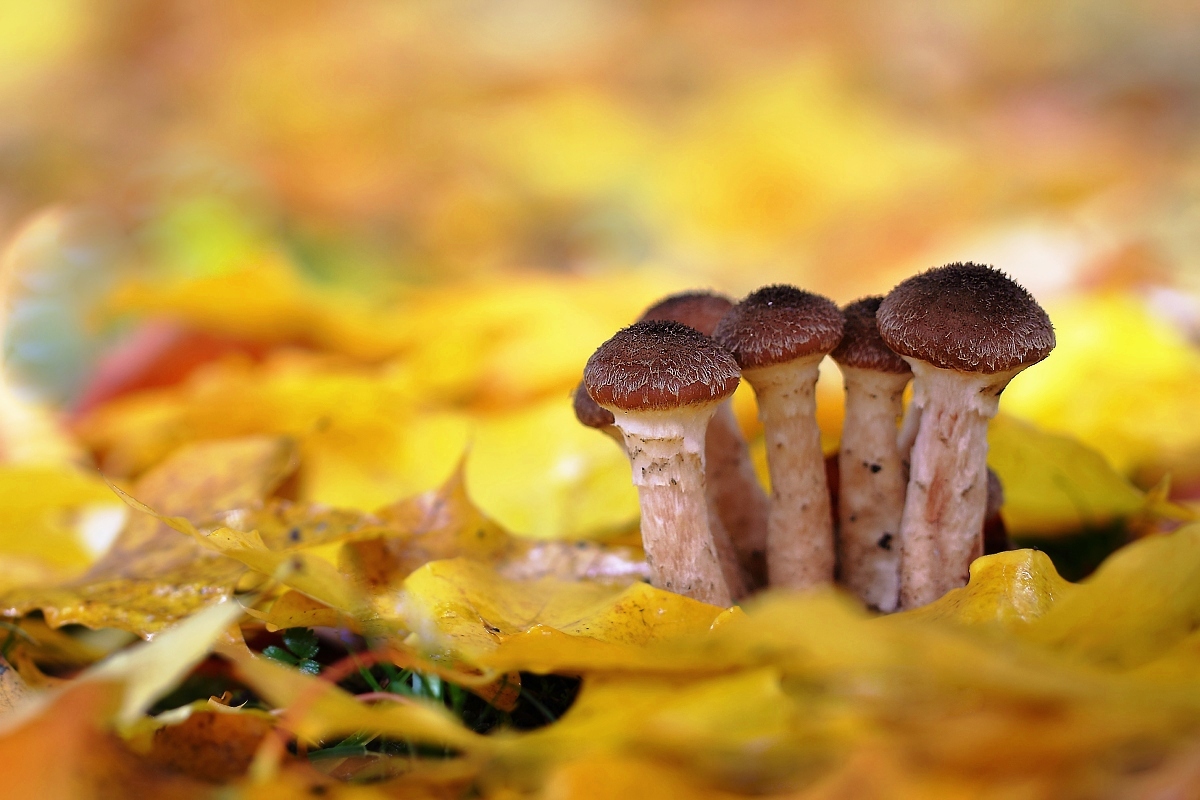 Golden baht (Armillaria cepistipes)