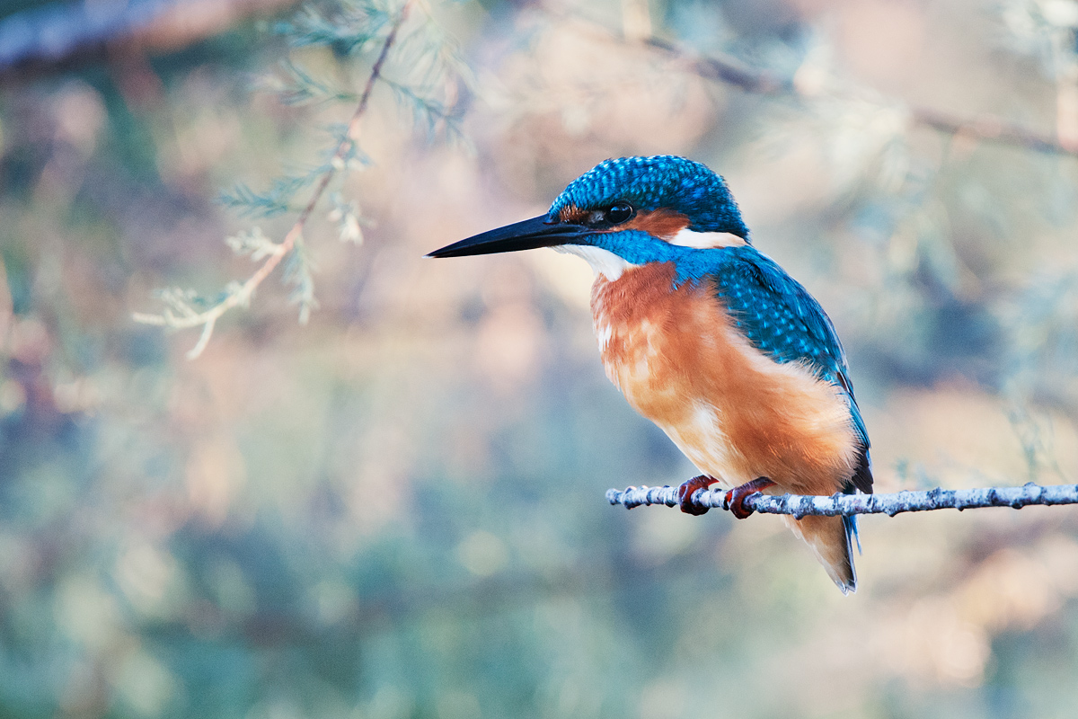 Kingfisher