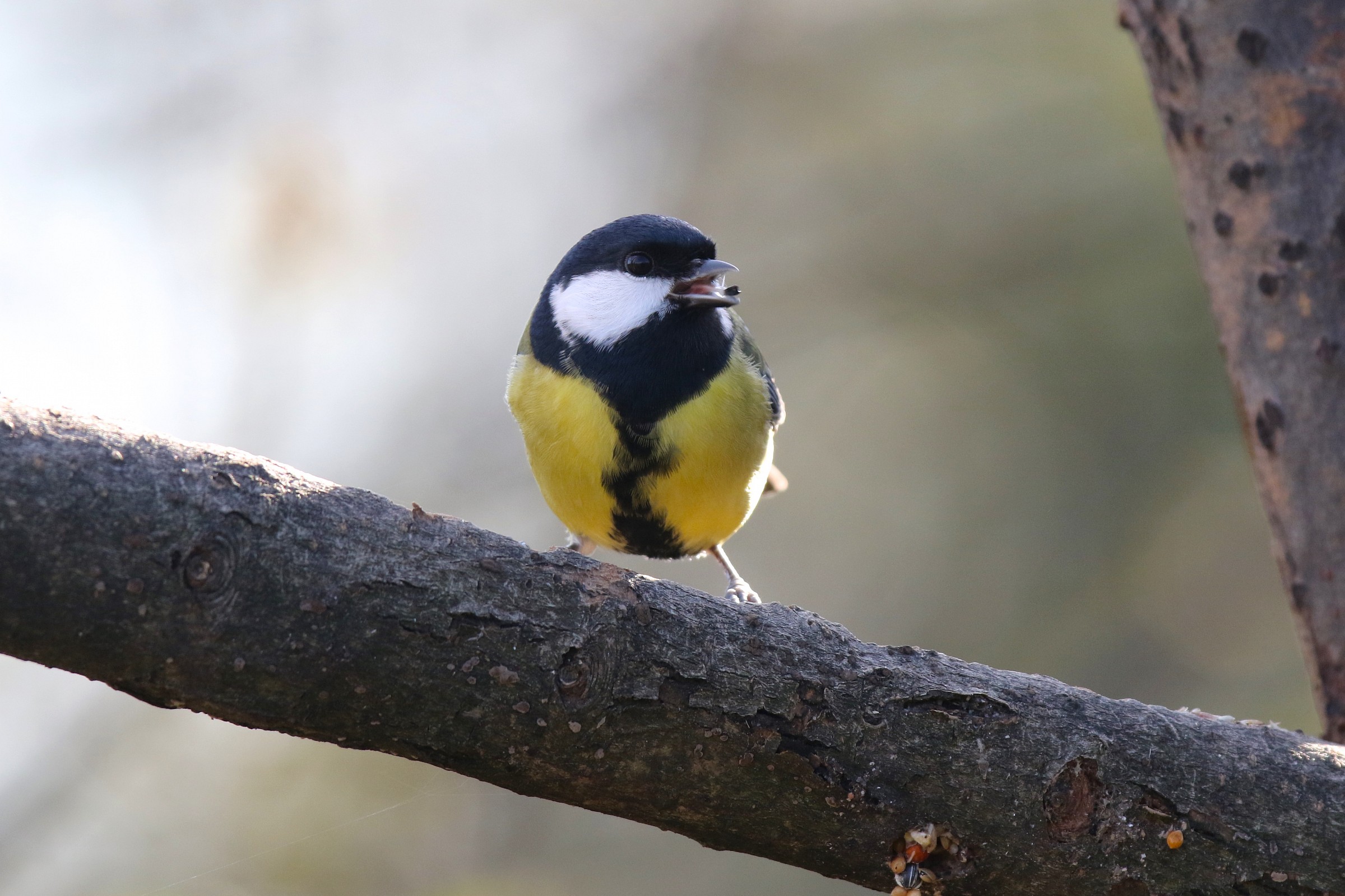 great tit