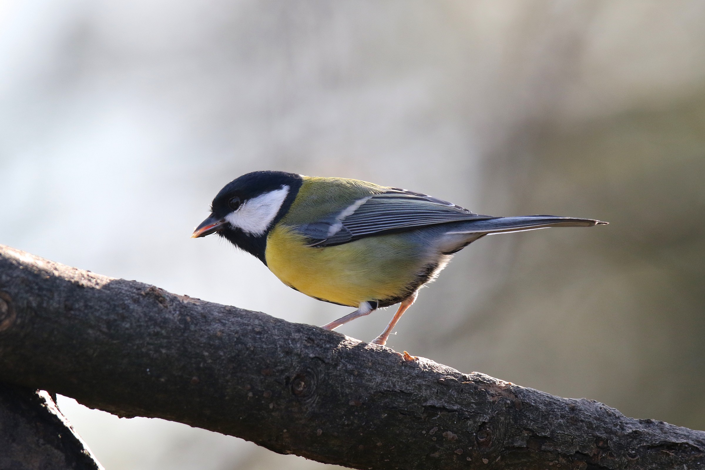 great tit