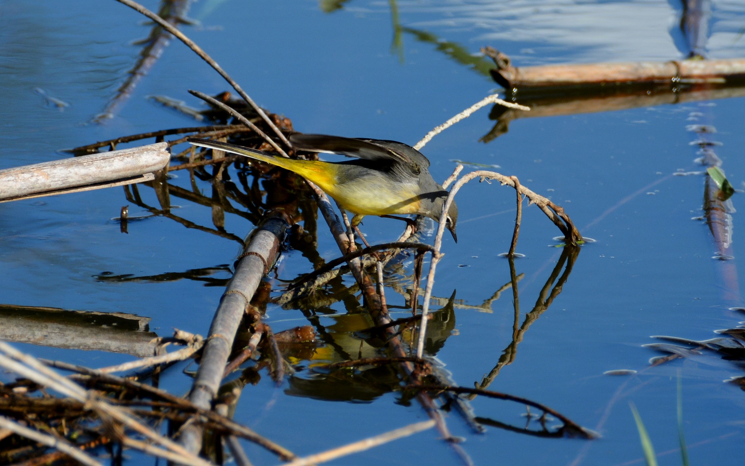 wagtail mirror