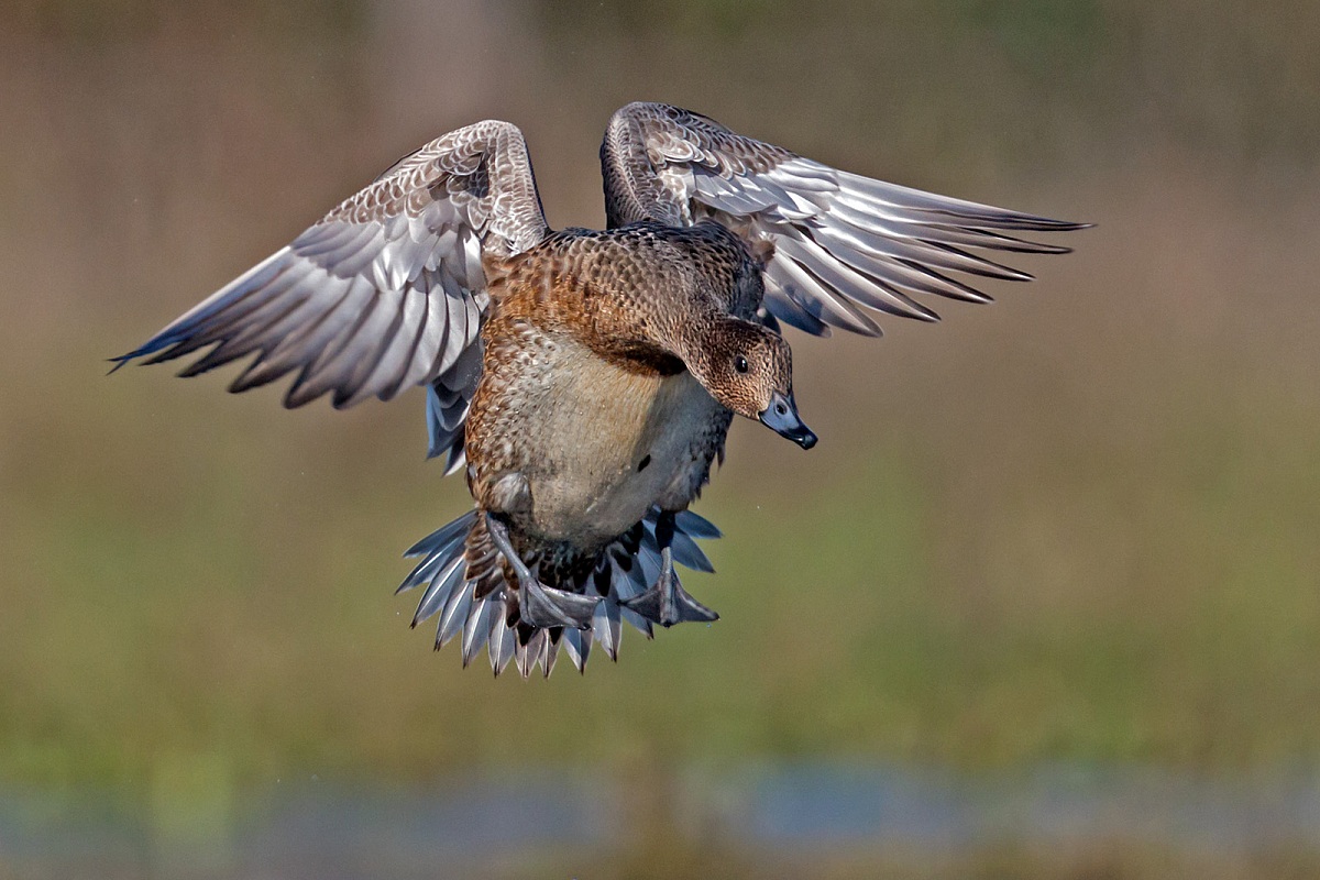 Fischione che atterra - femmina